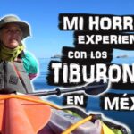 Un Encuentro Inesperado: Tiburones y Aventura en México